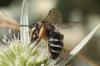 Andrena flavipes